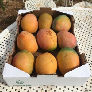 Mango "MAYA" 5 Kg
