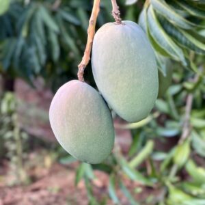 Mango "KEITT" 5kg