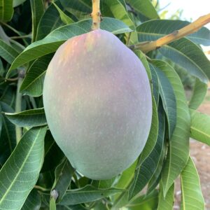 Mango "GLENN" 5 Kg